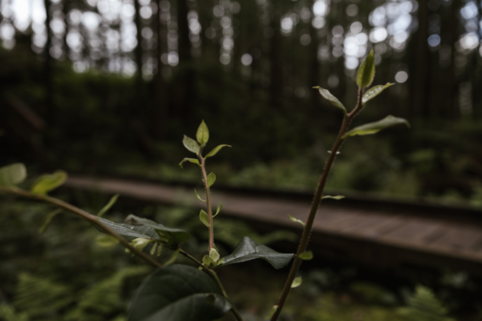 Paulina & James Stanley Park Teahouse Wedding Photographer